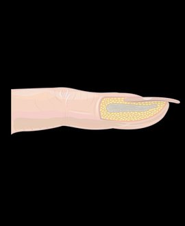 Structure of the nail revealed in MHDPro’s Classic Mani Pedi Services course